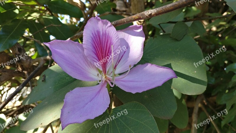 Flower Pink Green Nature Summer