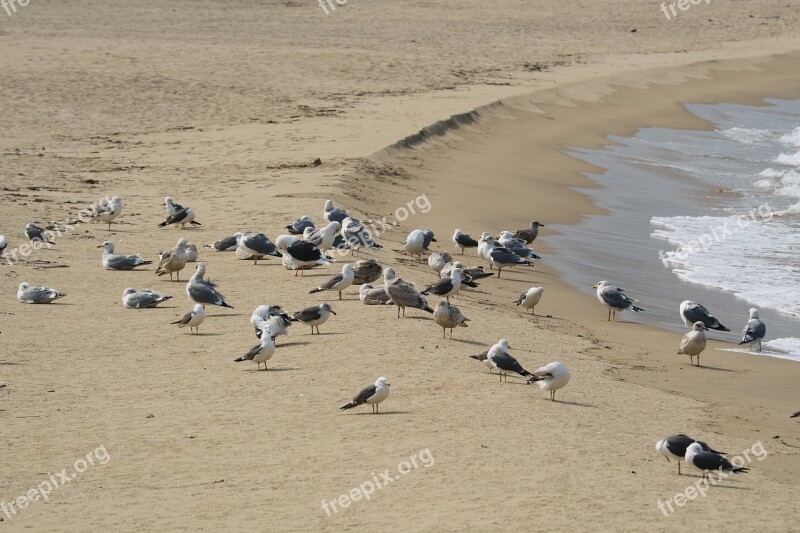 Seagull Break Sand To The Beach To See Spring Mobile