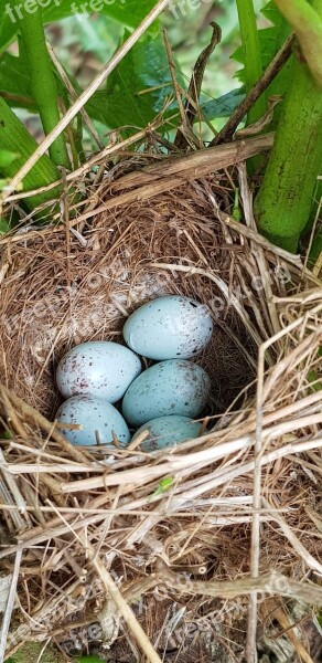 Bird's Nest Ponte Nature Free Photos