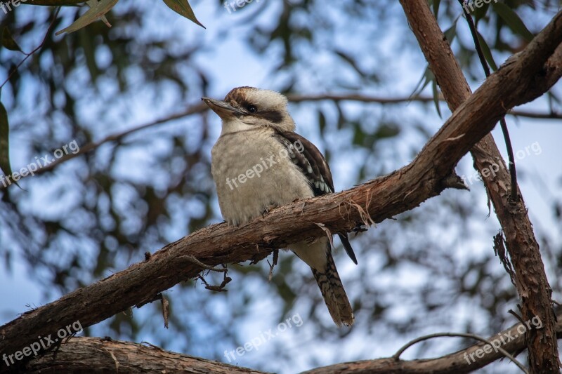 Kookaburra Tree Bird Australia Wildlife