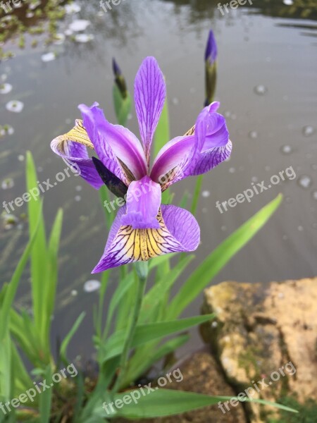 Iris Purple Flower Purple Pond Plant Nature