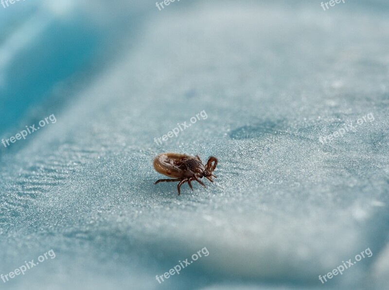 Tick Wood Tick Macro Dangerous Tbe