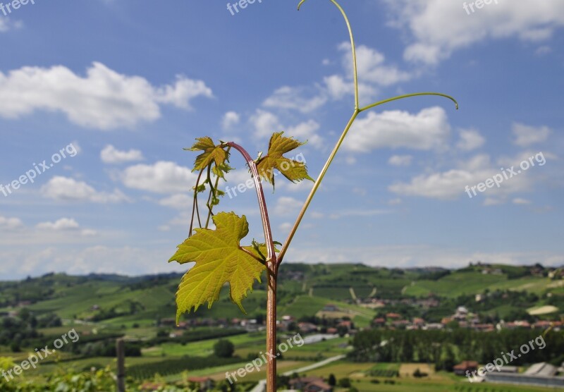 Vineyard Summer Colors Grapes Screw