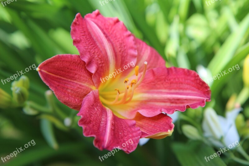 Hemerocallis Daylily Red Flowering Petals Red Free Photos