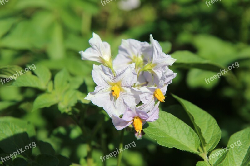 Flower Potato Potato Potatoes Vegetables Free Photos