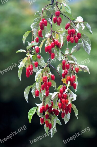 Fruit Bodhi Fruit Berries With Nature Free Photos