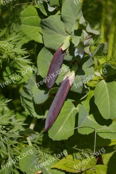 Blauwschokker Peas Plants Garden Vegetable