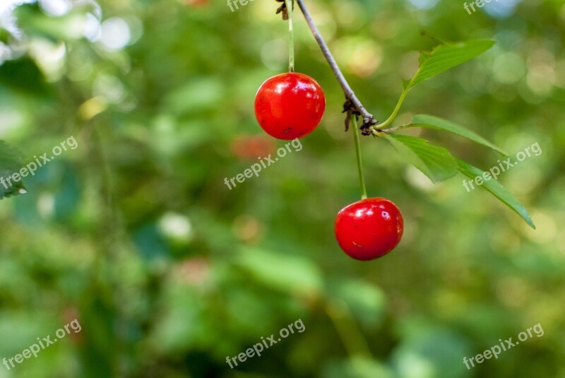 Cherry Red Red Fruits Fruit Garden