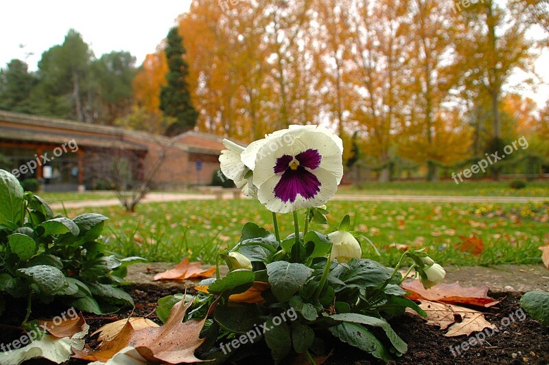 Flowers Garden Flower Nature Plant