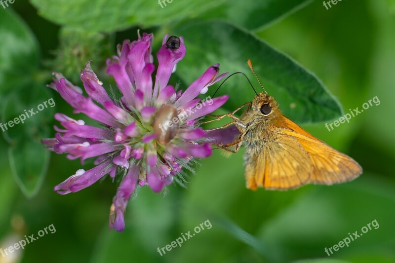 Butterfly Nectar Proboscis Skipper Macro