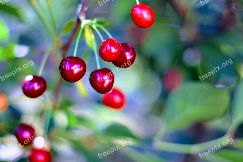 Cherry Cherries Closeup Nature Vitamin