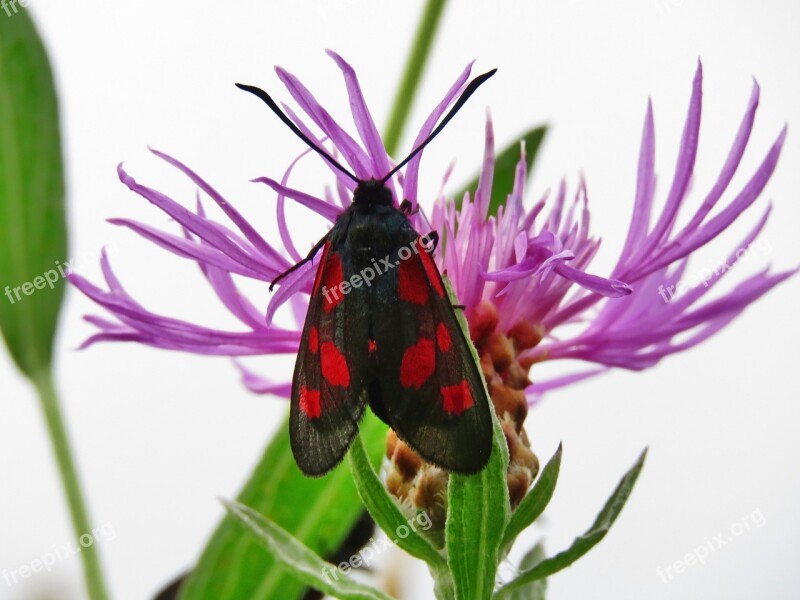 Burnet Butterfly Insect Blood Zygaenidae