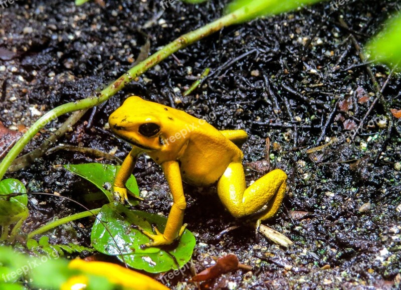 Nature Animals Frog Amphibians Poison Frog