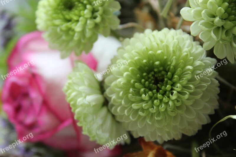 Chrysanthemums Bouquet Pink Green Spring