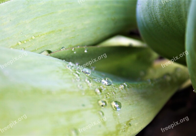 Drop Of Water Green Plant Raindrop Close Up Beaded