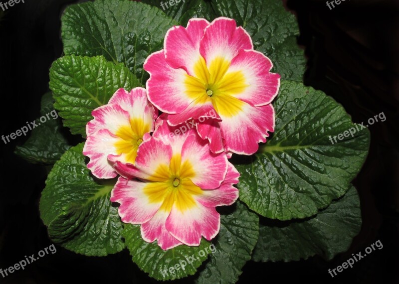 Flower Primrose Plant Garden Nature