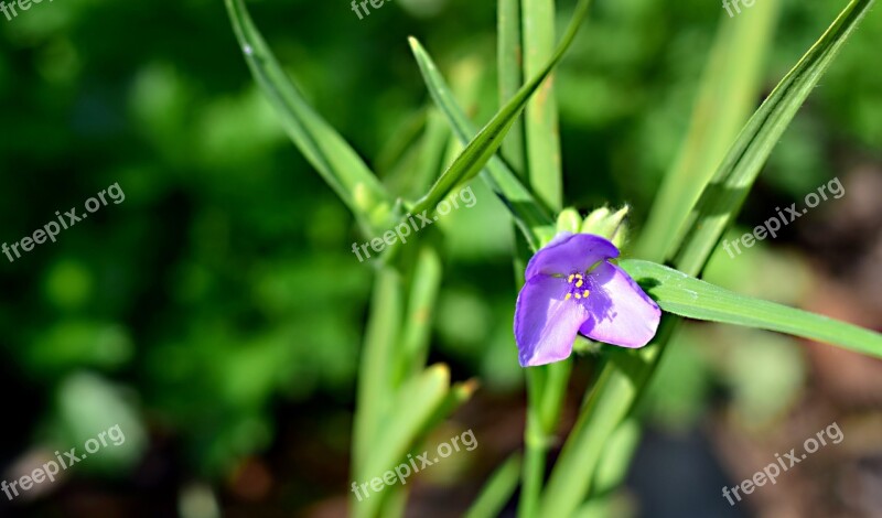 Field Bloom Flower Meadow Macro Meadow Flowers