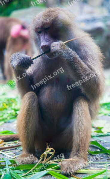 Baboon Animal Eating Outdoors Free Photos