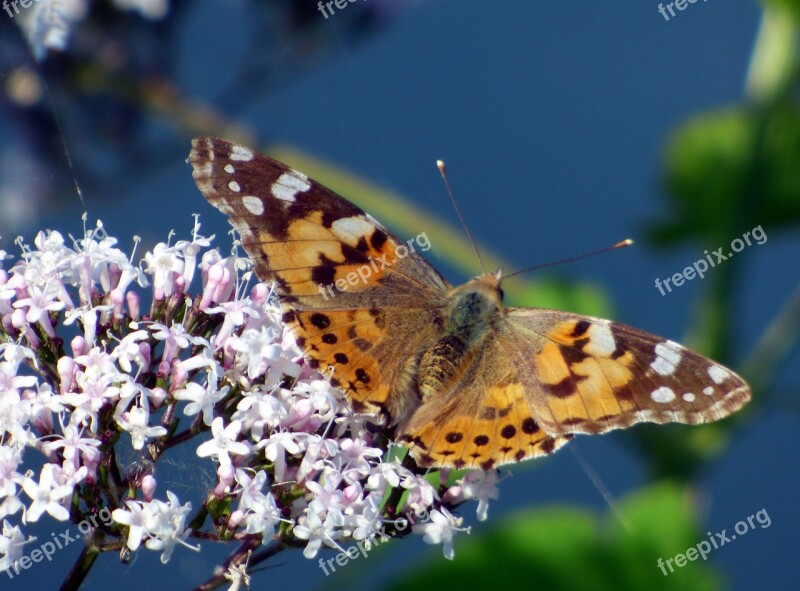 Butterfly Flower Wings Nature Insect