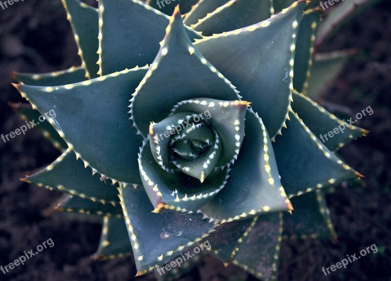 Plant Succulent Cacti Botany Pattern