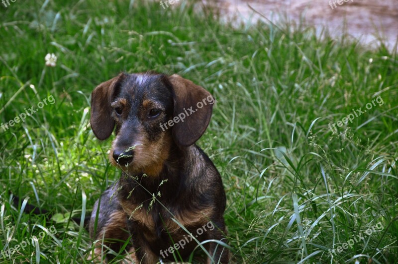 Animal Dog Dachshund Wirehaired Dachshunds Free Photos