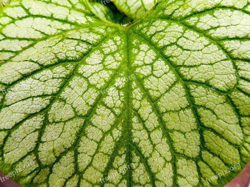 Leaf Leaves Green Plant Veins