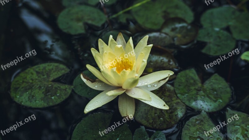 Flower Lotus Water Lily Nature