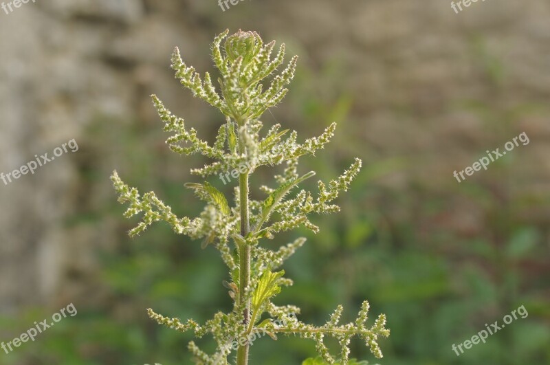 Stinging Nettle Bush Weed The Sun Nature