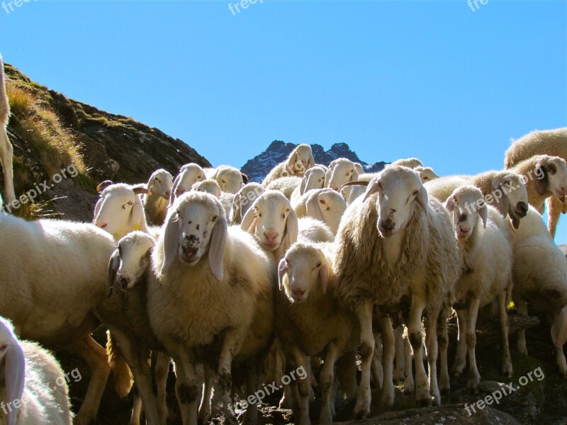 Sheep Herd Flock Animal Group