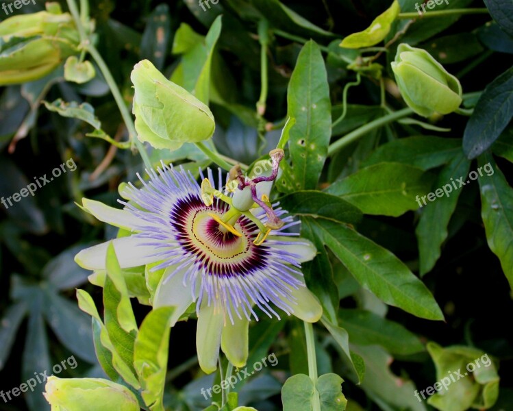 Passion Flower Flower Blossom Floral Bloom