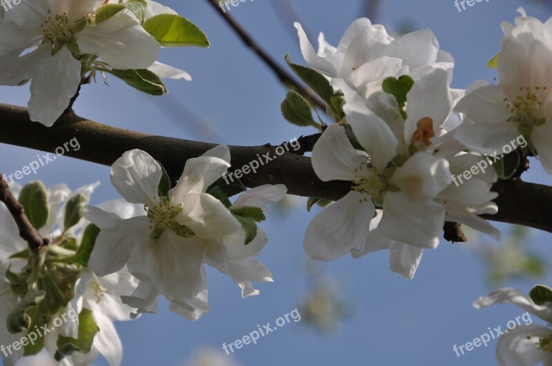 Blossom Bloom Cherry Blossom White Cherry Blossom Free Photos