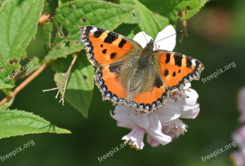 Little Fox Butterfly Insect Nature Blossom