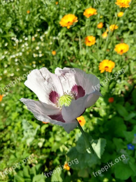 Violet Flower Beautifull Nature Free Photos