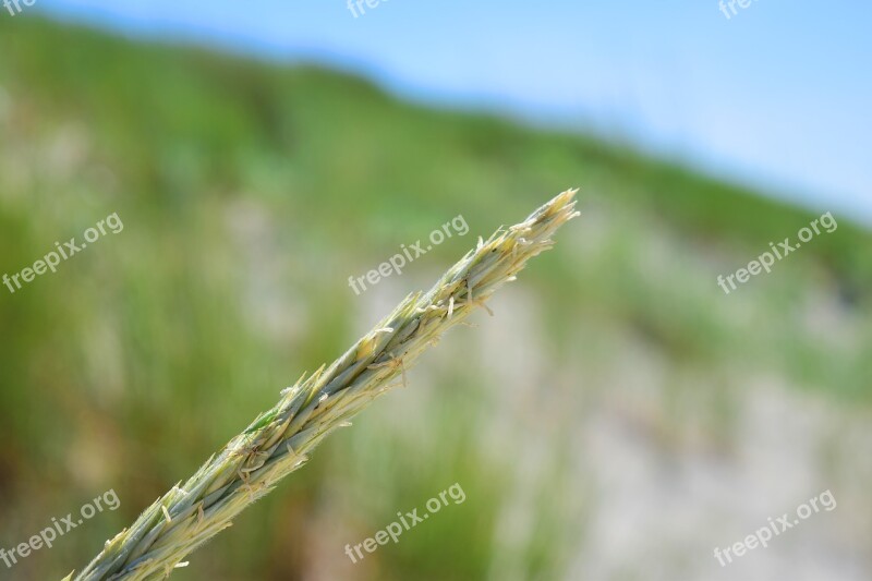 Sedge Ear Reed Grasses Wind