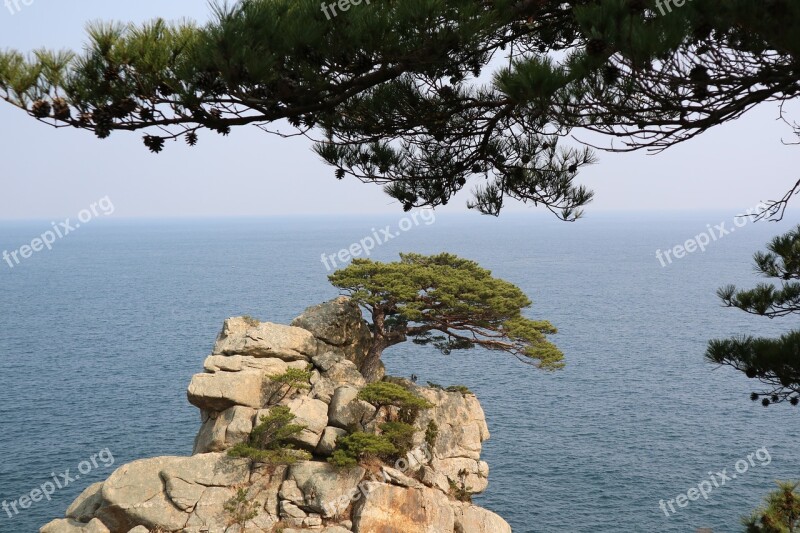 Pine To See Sea Cliff Rock The Beach