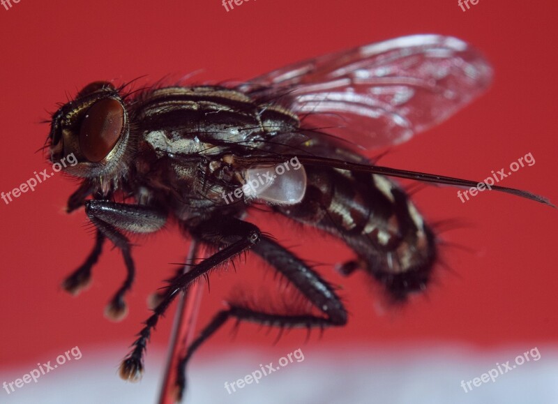 Bluebottle Goldfliege Compound Fly Macro