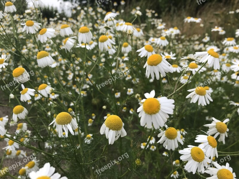 Chamomile Summer Flowers Free Photos