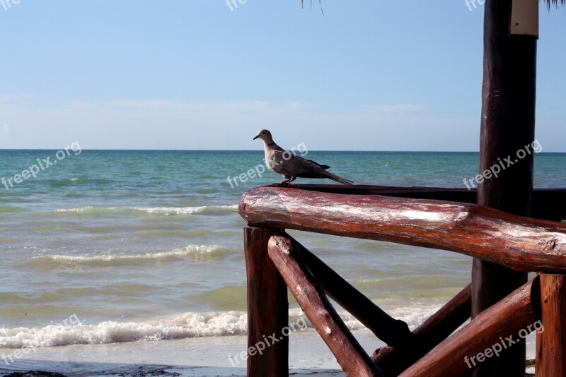 Dove Dove Holbox Island Quintana Roo Mexico Beach