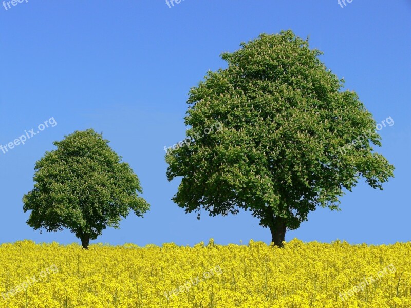 Chestnut Trees Chestnut Field Of Rapeseeds Tree Mustard Plants