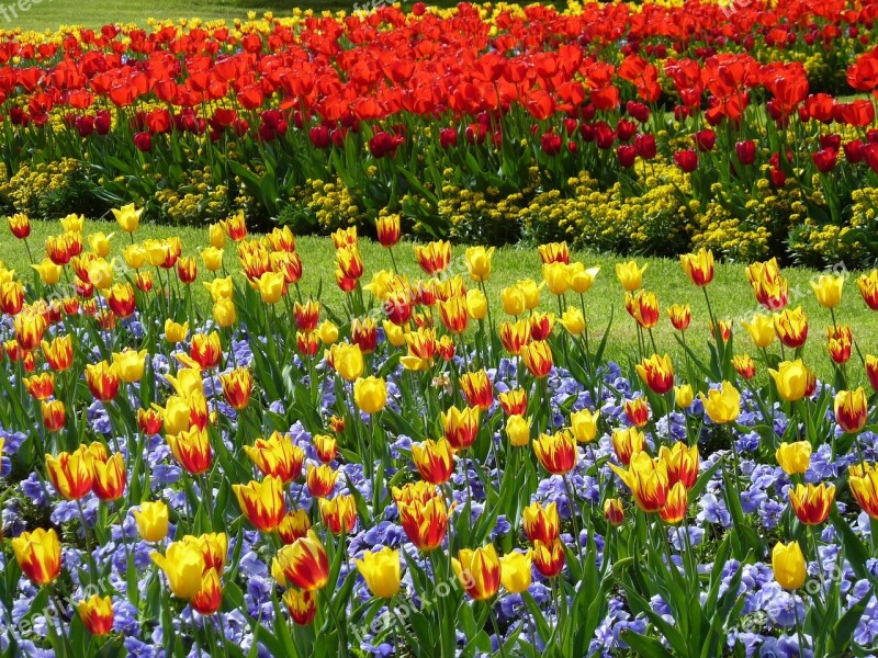 Park Tulips Tulip Field Garden Meadow