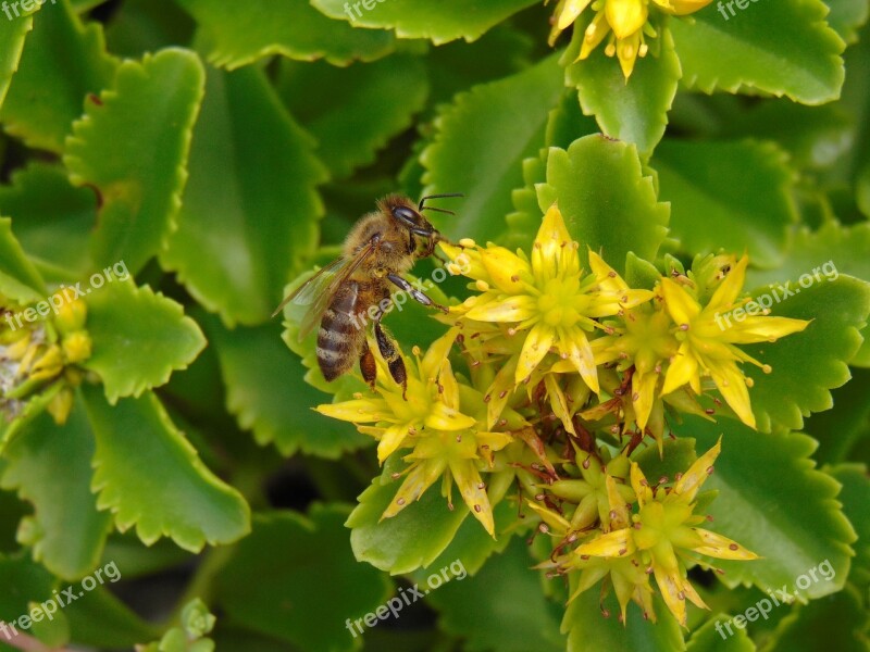 Bee Rock Garden Flower Nature Macro