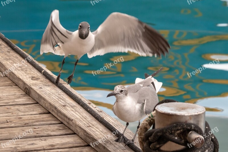 Nature Birds Sea Gull Free Photos