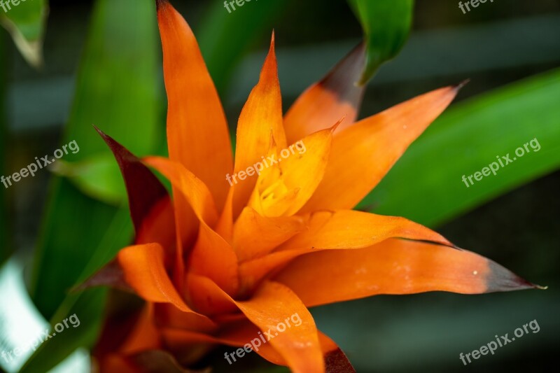 Flower Orange Orange Flower Flower Isolated Blossom