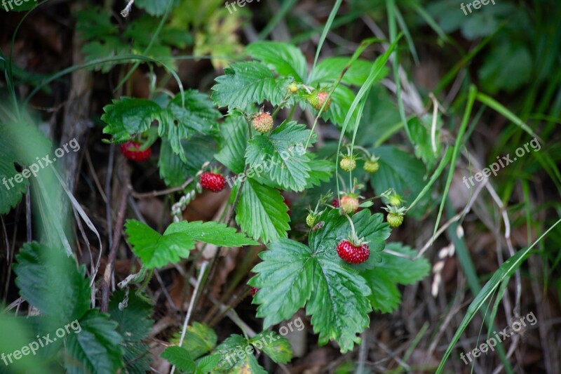 Wild Strawberry Forest Wild Wild Strawberries Strawberry