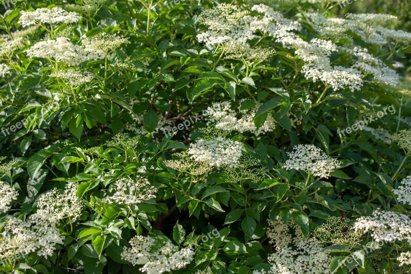 Elder Wild Elderberry Elderberry Shrub Walk In The Forest Free Photos