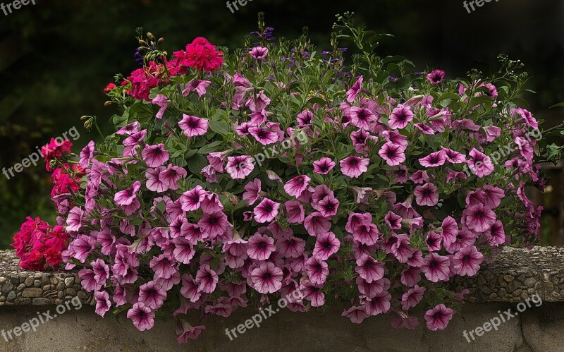 Flowers Flower Box Balcony Plants Petunia Geranium