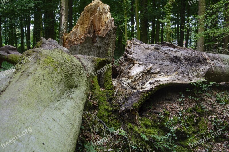 Beech Storm Damage Forest Devastation Forward