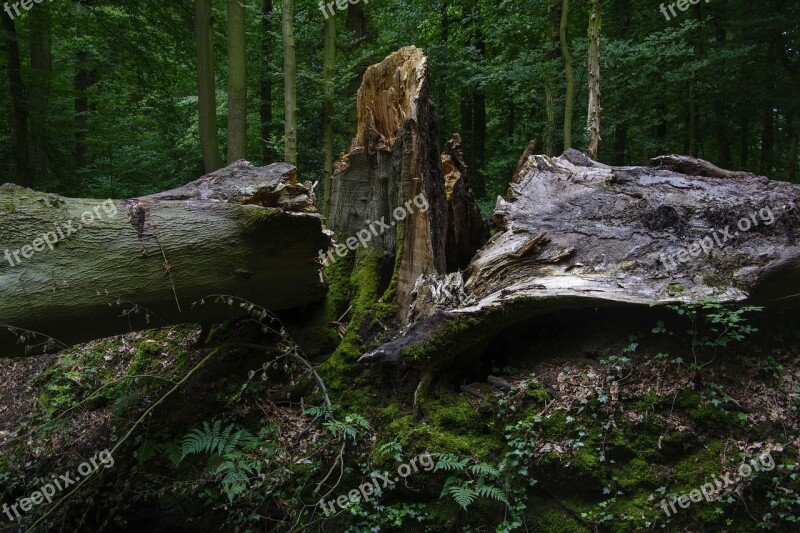 Beech Storm Damage Forest Devastation Forward