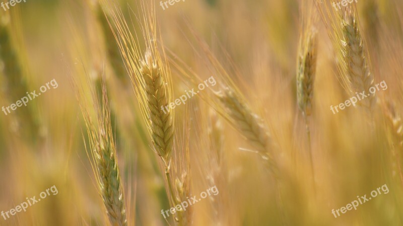 Corn Fief Field Kłos Ears