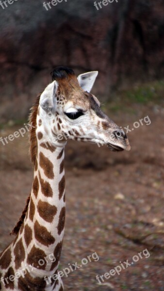 Giraffe Young Neck Baby Giraffe Zoo